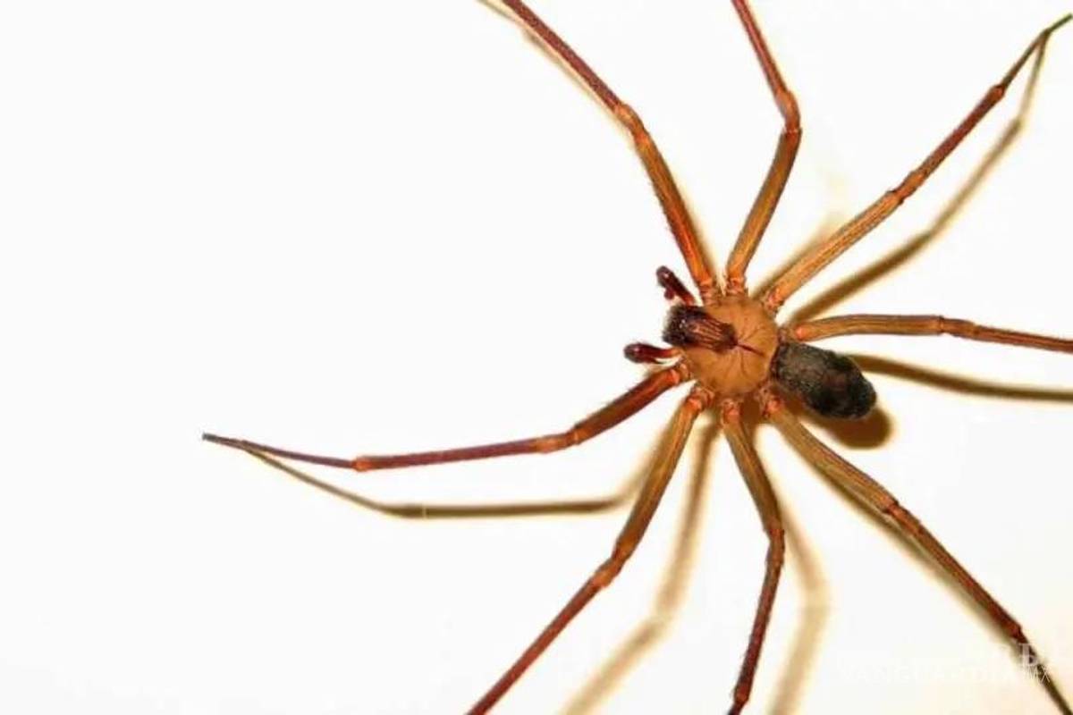$!¿Cuándo inicia la temporada de arañas en México?... cómo saber cuáles son peligrosas y qué hacer si las vemos en casa