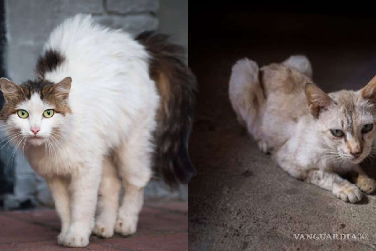 ¿Por qué a mi gato se le ve la columna? Así puedes corregirlo, según experta