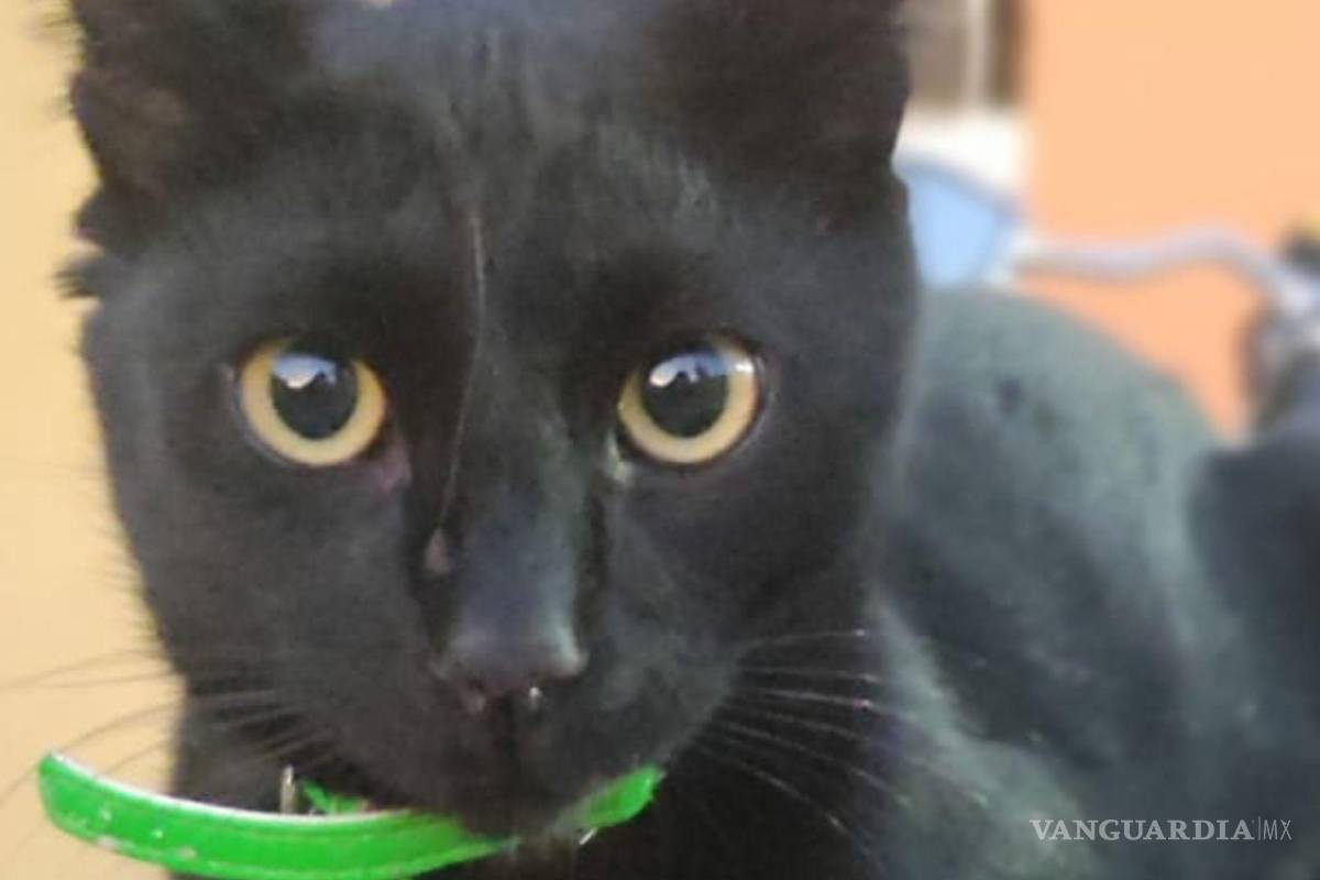 ¡Ayuda a salvar a ‘Becker’! Saltillense realiza rifas para costear tratamiento de su mascota