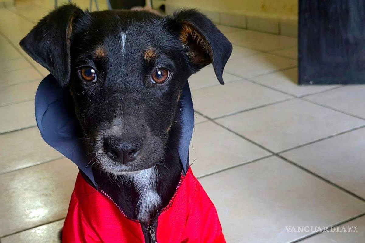 A Calcetitas lo dejó plantado su familia adoptiva; buscan hogar para perrito en Saltillo