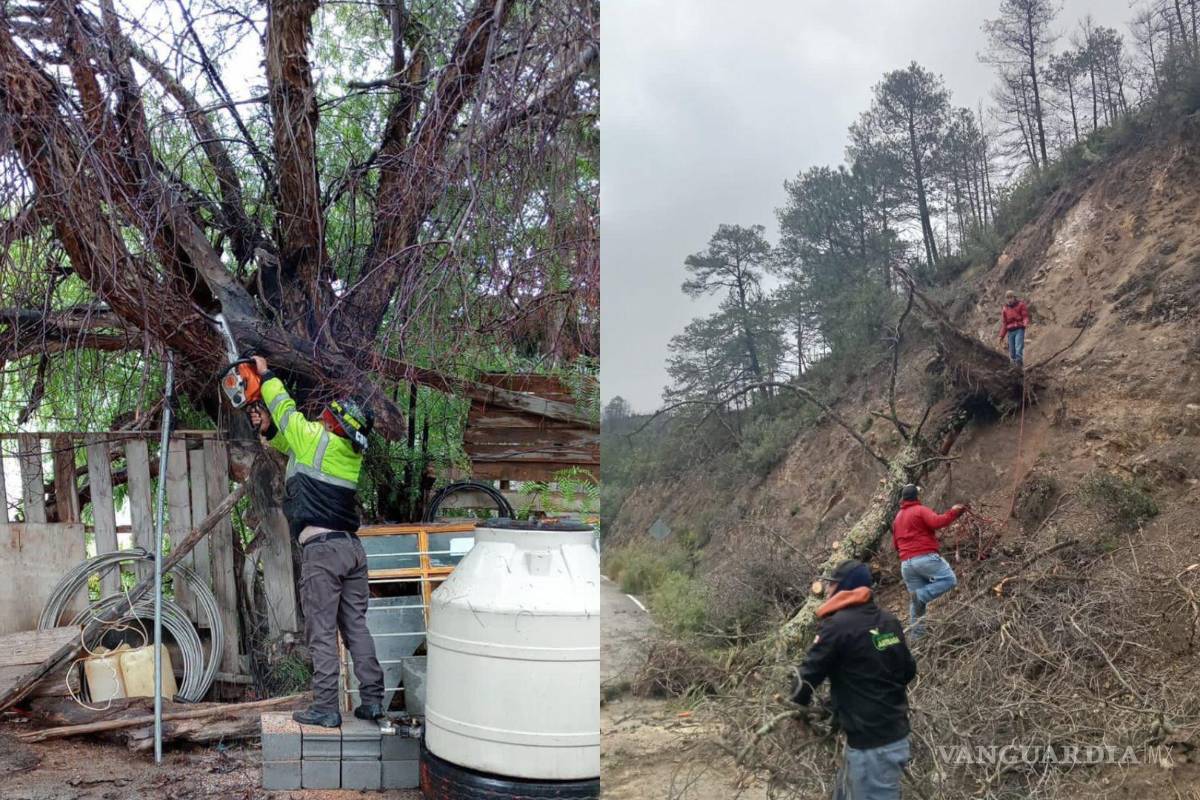 Tras intensas lluvias registradas en Arteaga, retiran árboles caídos de las calles y carreteras