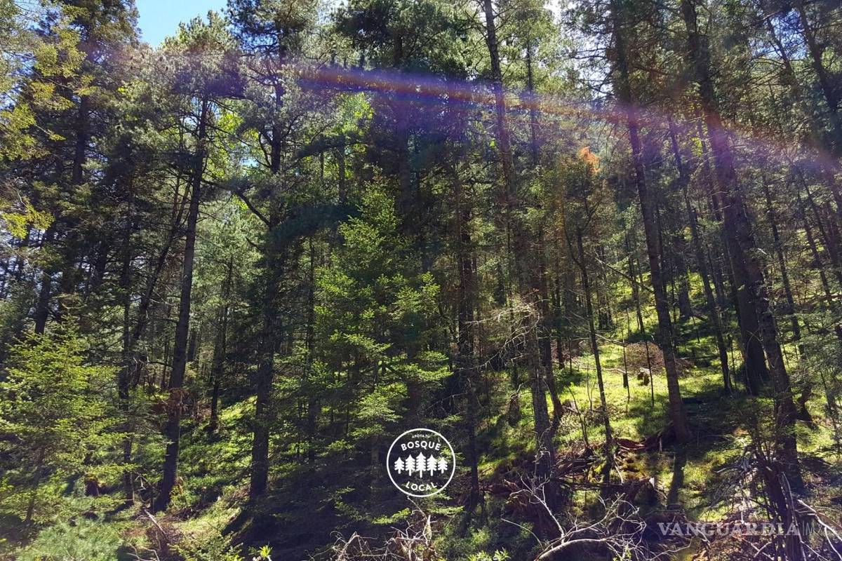 ‘Apoya Tu Bosque Local’ inicia este domingo reforestación de la Sierra de Arteaga