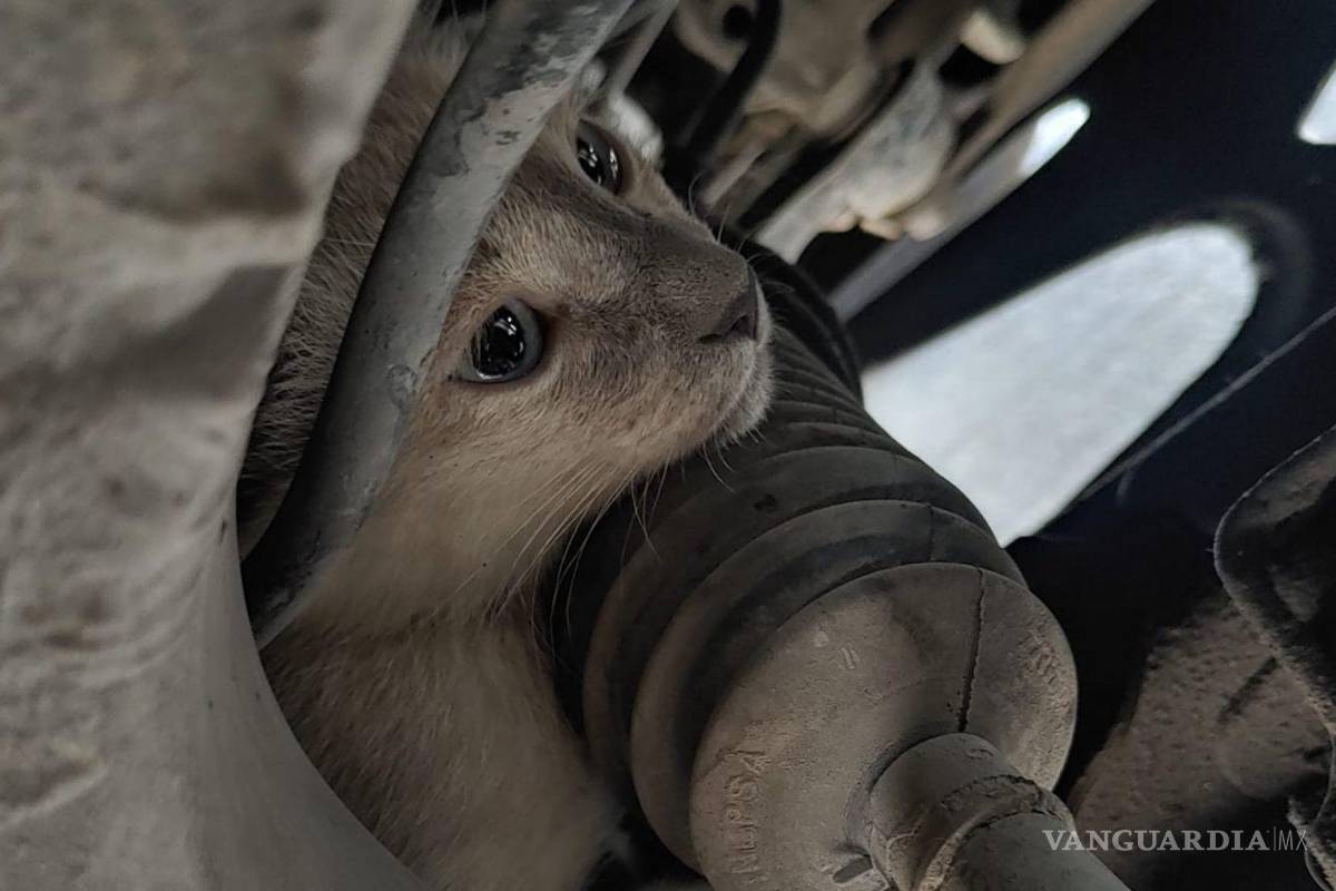 Coahuila: rescatan a gatito atrapado en chasis de automóvil; busca ser adoptado