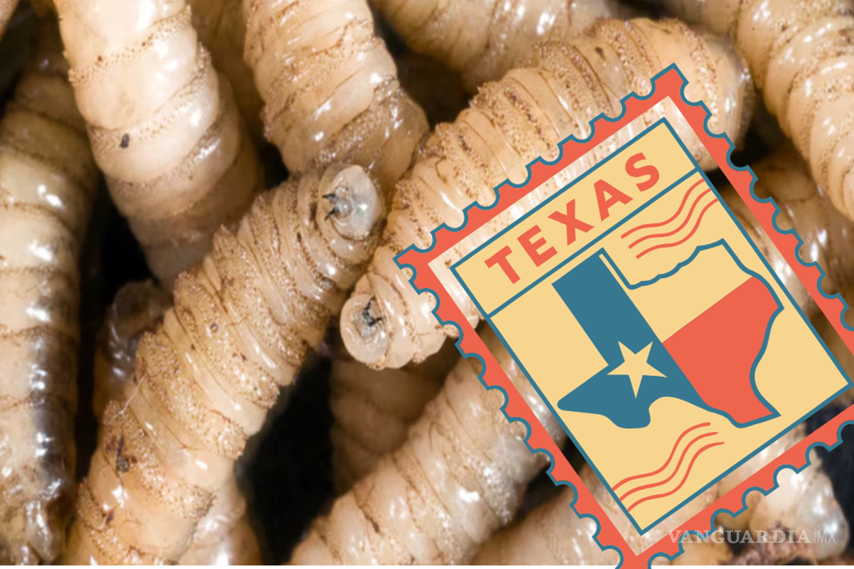 Se utilizarán moscas estériles para detener la propagación de los Gusanos Barrenadores en Texas