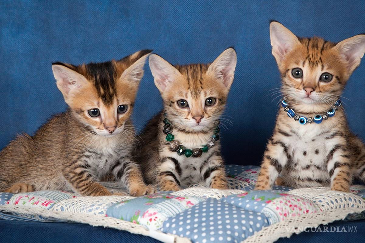 ¿Cómo es que se forman los colores en los pelajes de los gatos?