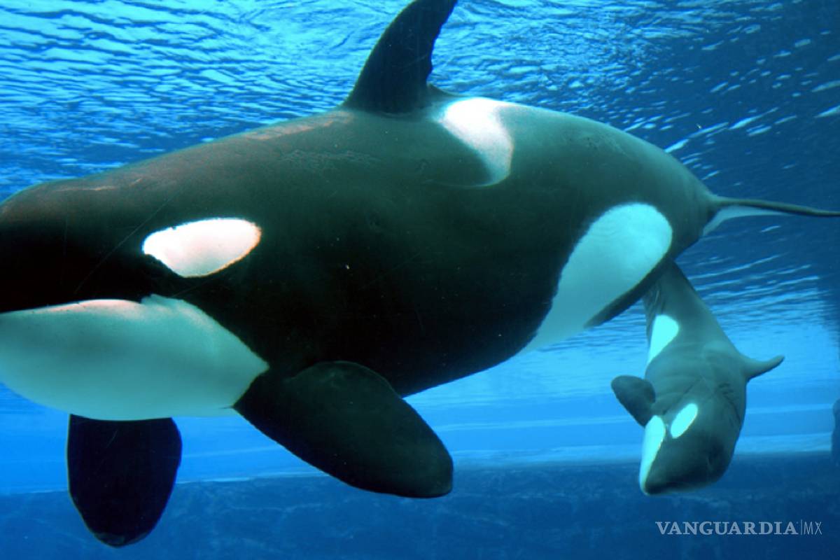 Contaminación acústica del océano tiene un impacto irreversible en la vida marina