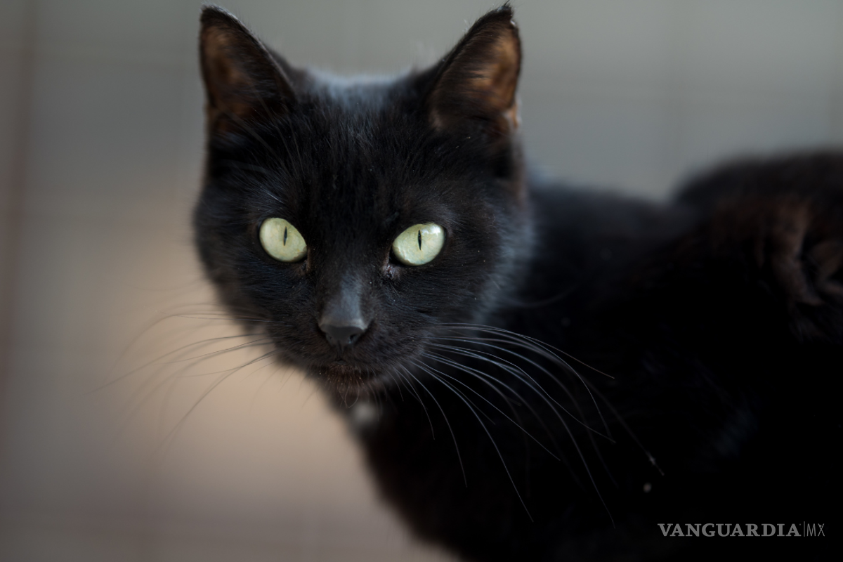 Las cosas que NO debes hacer en viernes 13 para no atraer la mala suerte