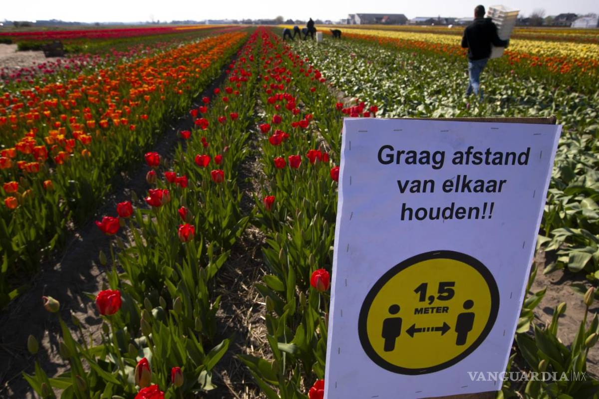 Industria global de flores paralizada por COVID-19