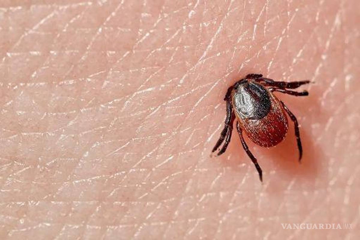 $!¿Qué es la rickettsiosis?... estos son los insectos que transmiten esta rara enfermedad