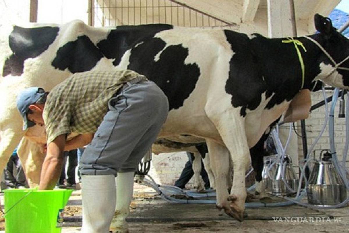 Reportan desempleo de 150 mil productores de leche ante el coronavirus