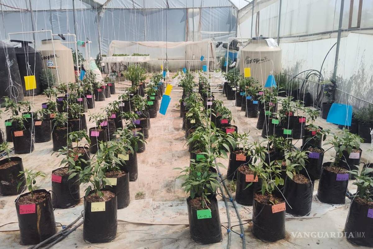 ‘Nos cerraron los invernaderos, los cultivos están en riesgo’, señalan estudiantes de la UAAAN