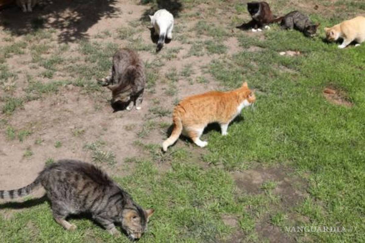 Mató a 76 gatos, lo condenan a un año y dos meses de prisión