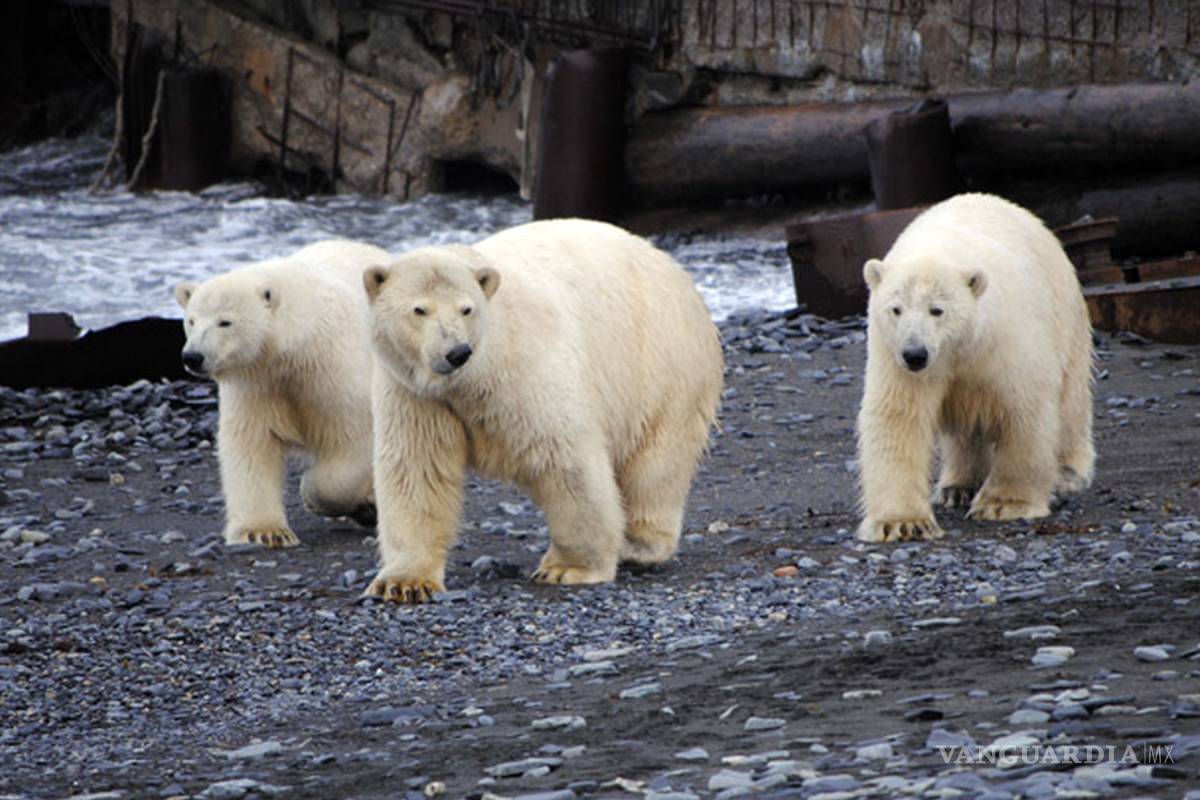 Declaran emergencia en Rusia por invasión de osos polares