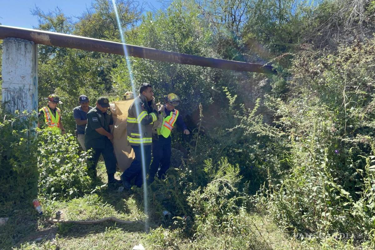 Capturan oso en la colonia Villa Universidad, en Saltillo