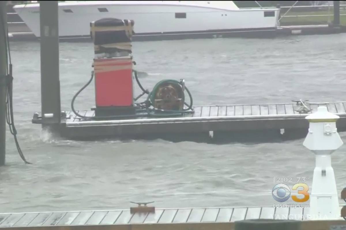 Captan a delfines nadando en inundaciones que dejó el huracán Florence