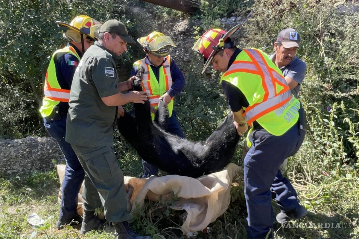 Capturan oso en la colonia Villa Universidad, en Saltillo