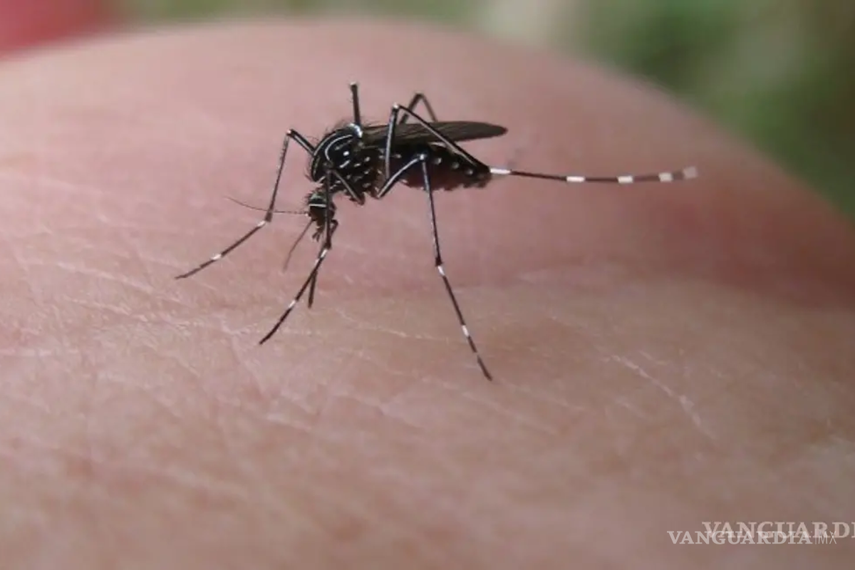 Coahuila suma 13 casos de dengue; uno es grave