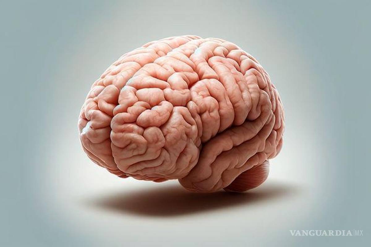 ¿Es posible un trasplante de cerebro?