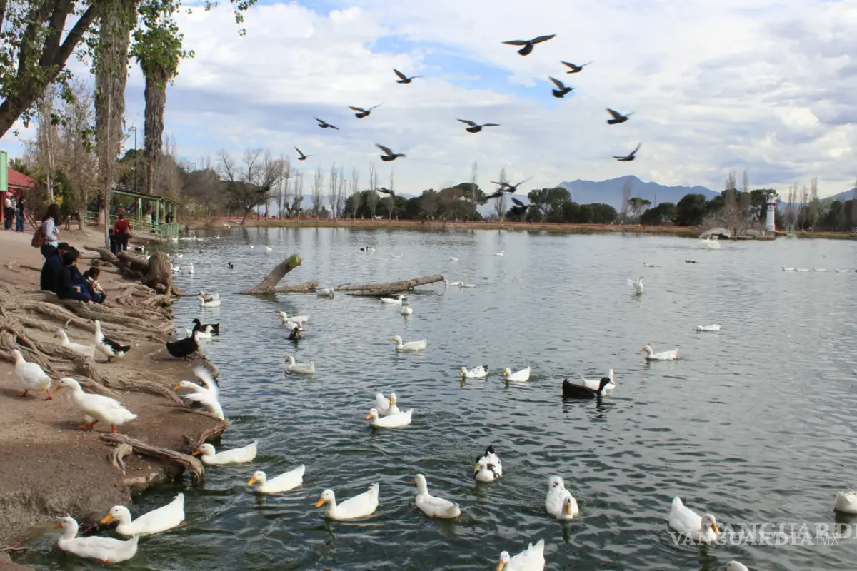 Denuncian en redes maltrato a pato en la Ciudad Deportiva de Saltillo; fue atado con cinta
