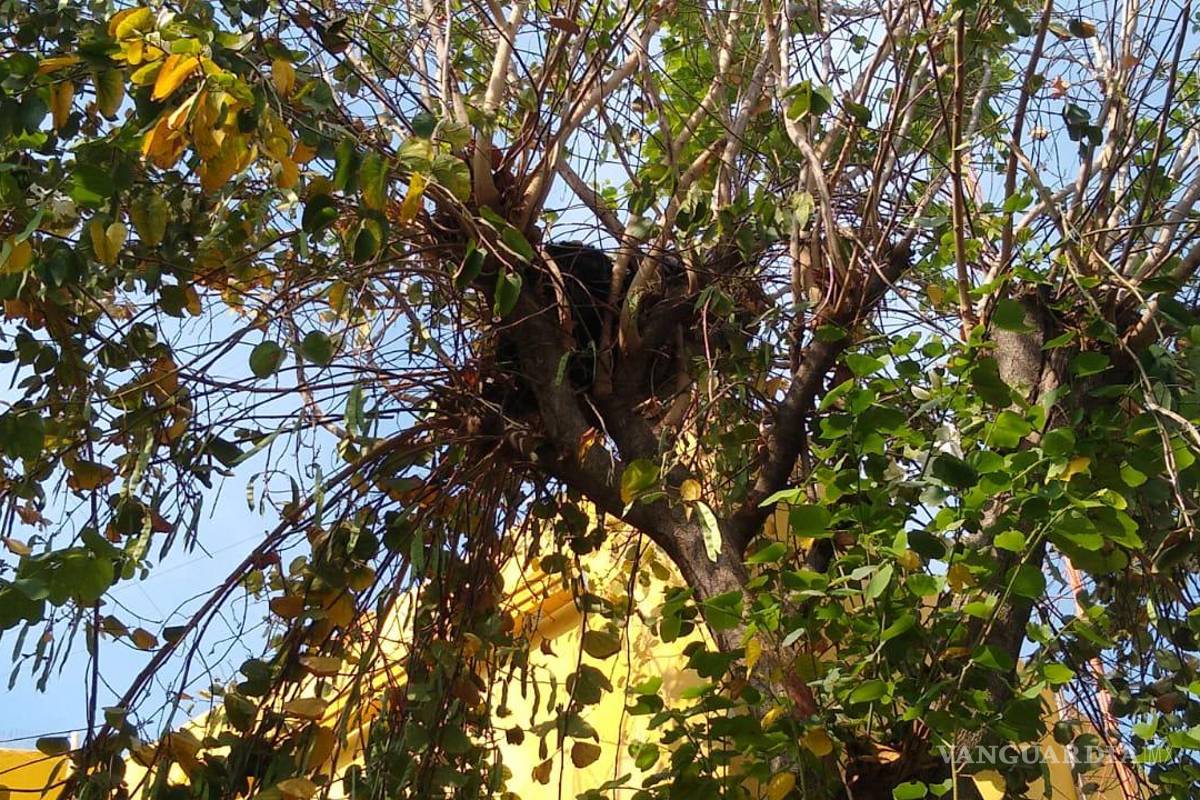 Capturan a oso que ingresó a la Presidencia de Villaldama, Nuevo León