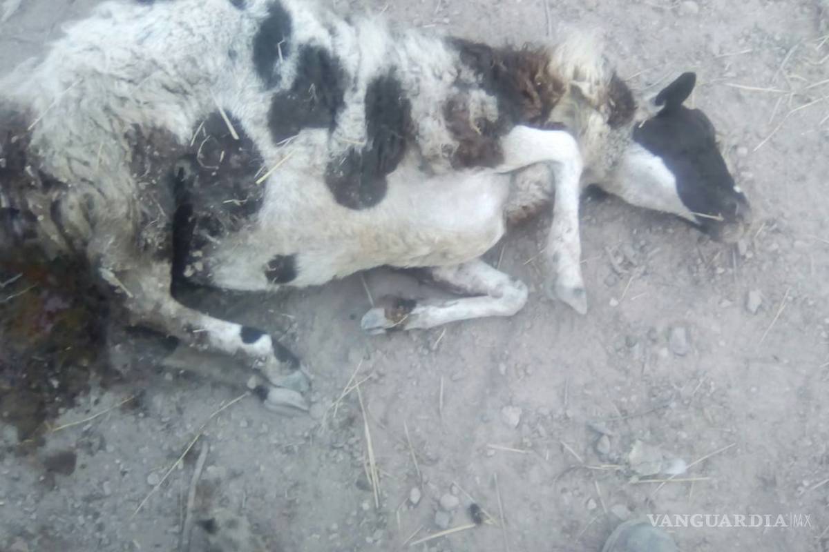 No fueron perros los que atacaron al ganado sino una bestia, insisten ejidatarios