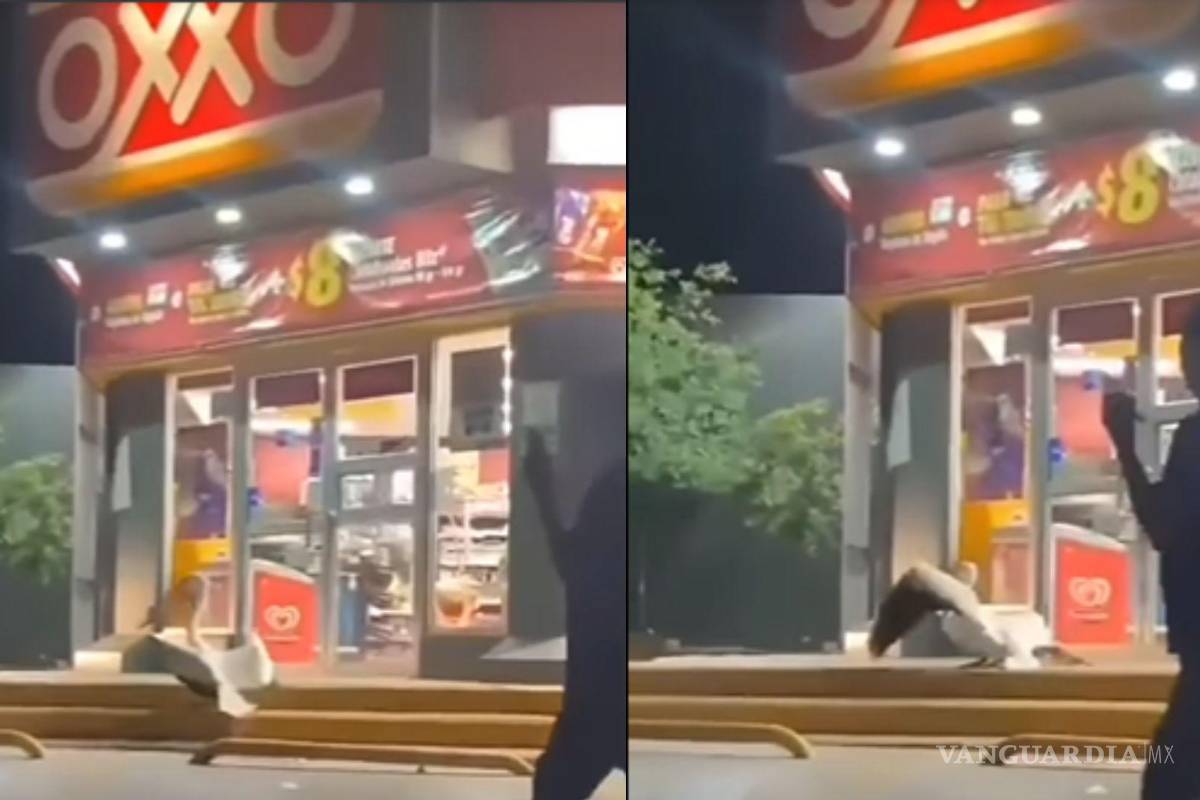 Pelícanos sí migran por Saltillo; Sema confirma videos de un ejemplar en la ciudad