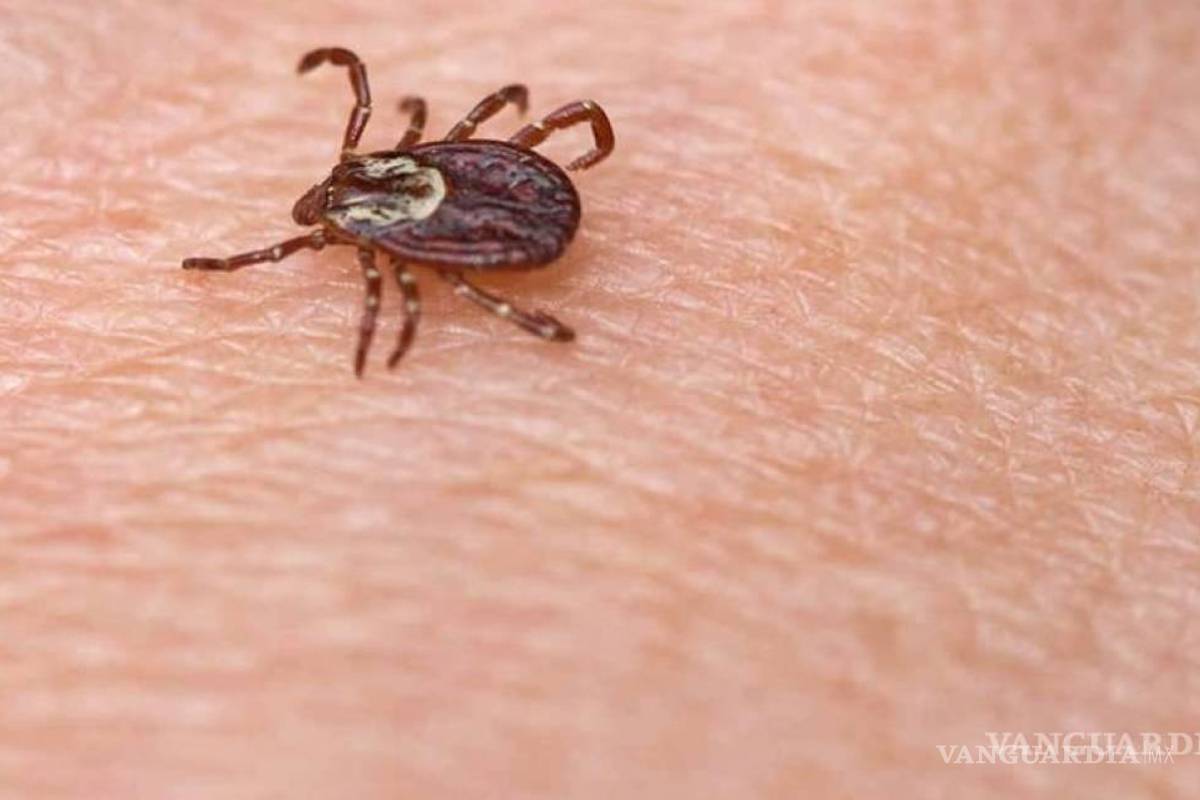 Confirman 54 casos de rickettsiosis en Nuevo León, tras muerte de menor de Escobedo