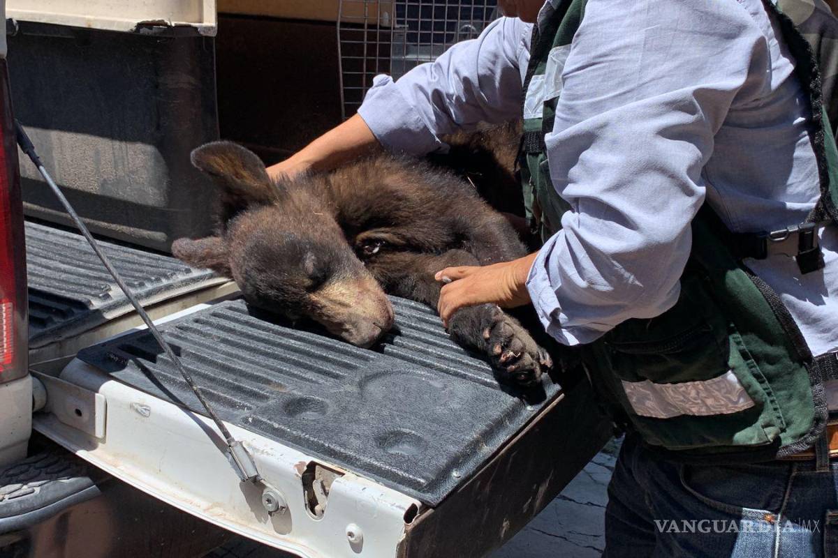 Sólo en Saltillo: osezno cae de un árbol... en calle Retorno de los Osos (video)