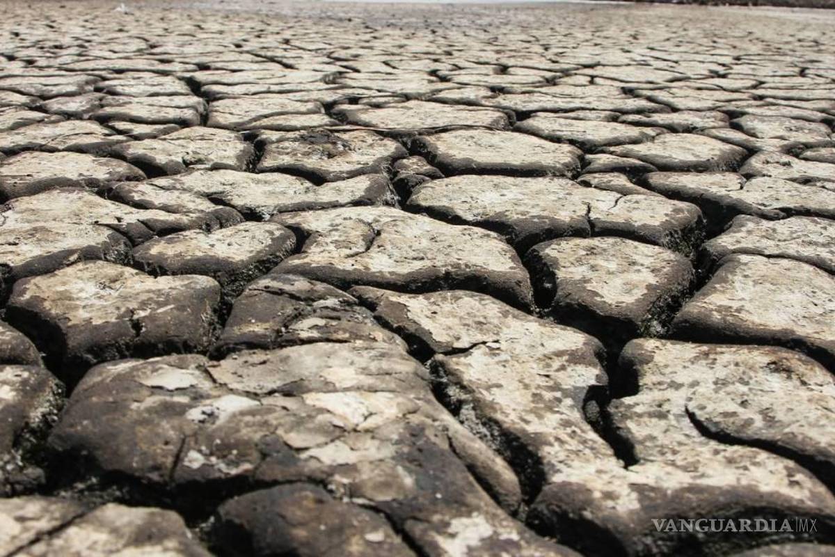 Acaba sequía con 30% de capacidad ganadera en Coahuila