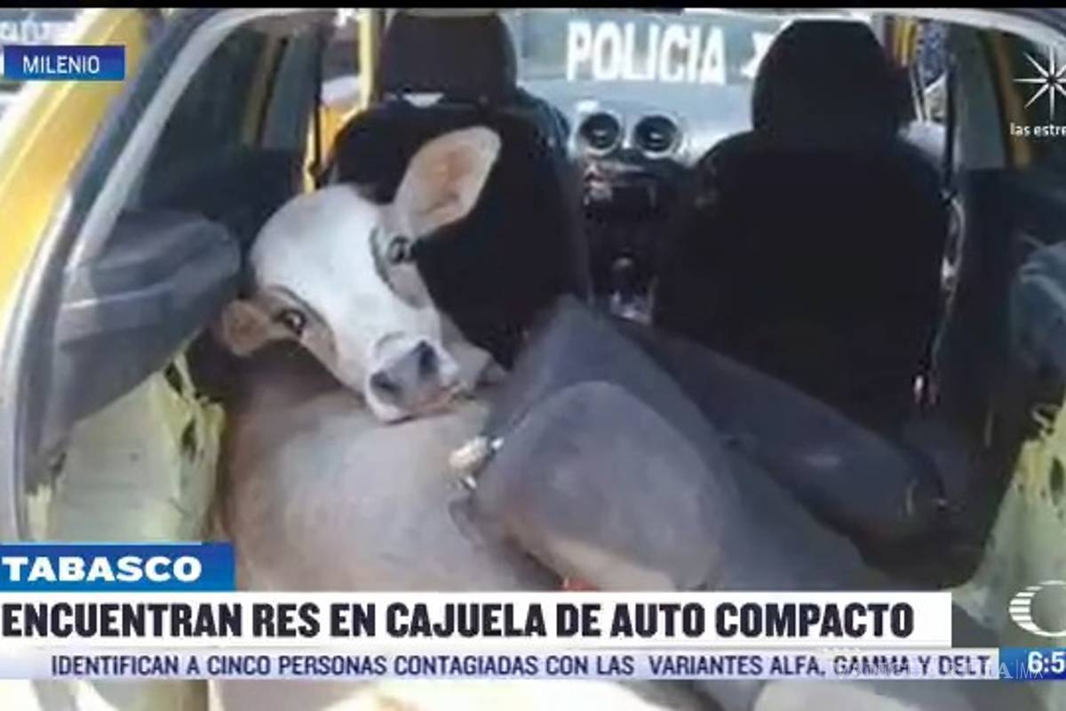 Encuentran vaca robada en cajuela de un auto