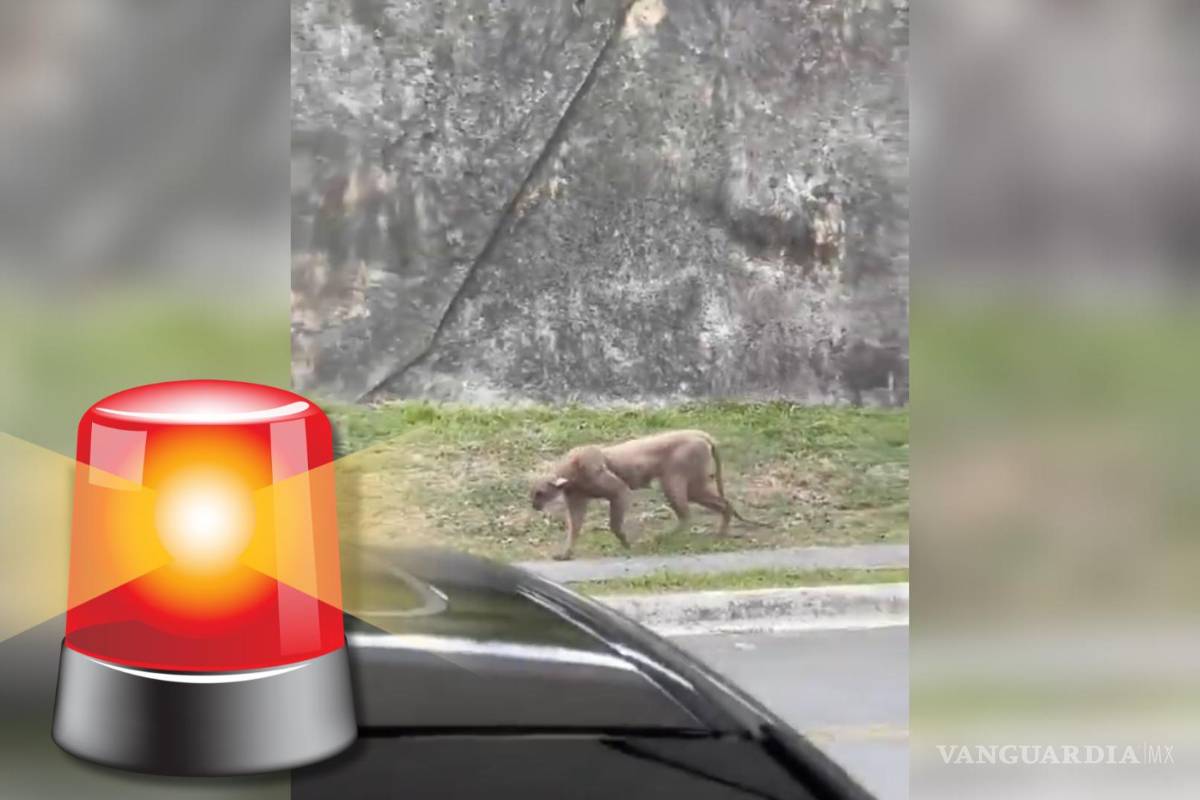 Graban a puma en fraccionamiento de Monterrey y ataque a gato; instalan trampa para capturarlo