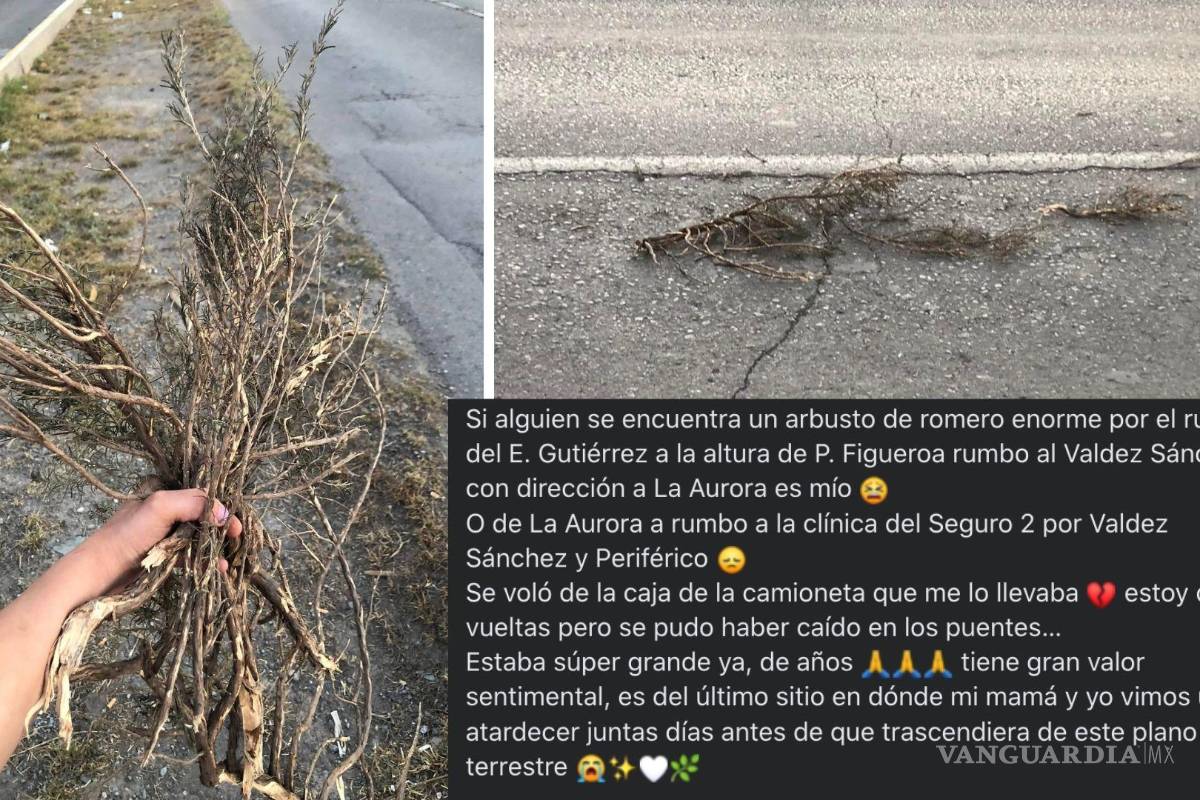 ‘Tiene gran valor sentimental’: mujer busca arbusto en calles de Saltillo; se viraliza y lo encuentran
