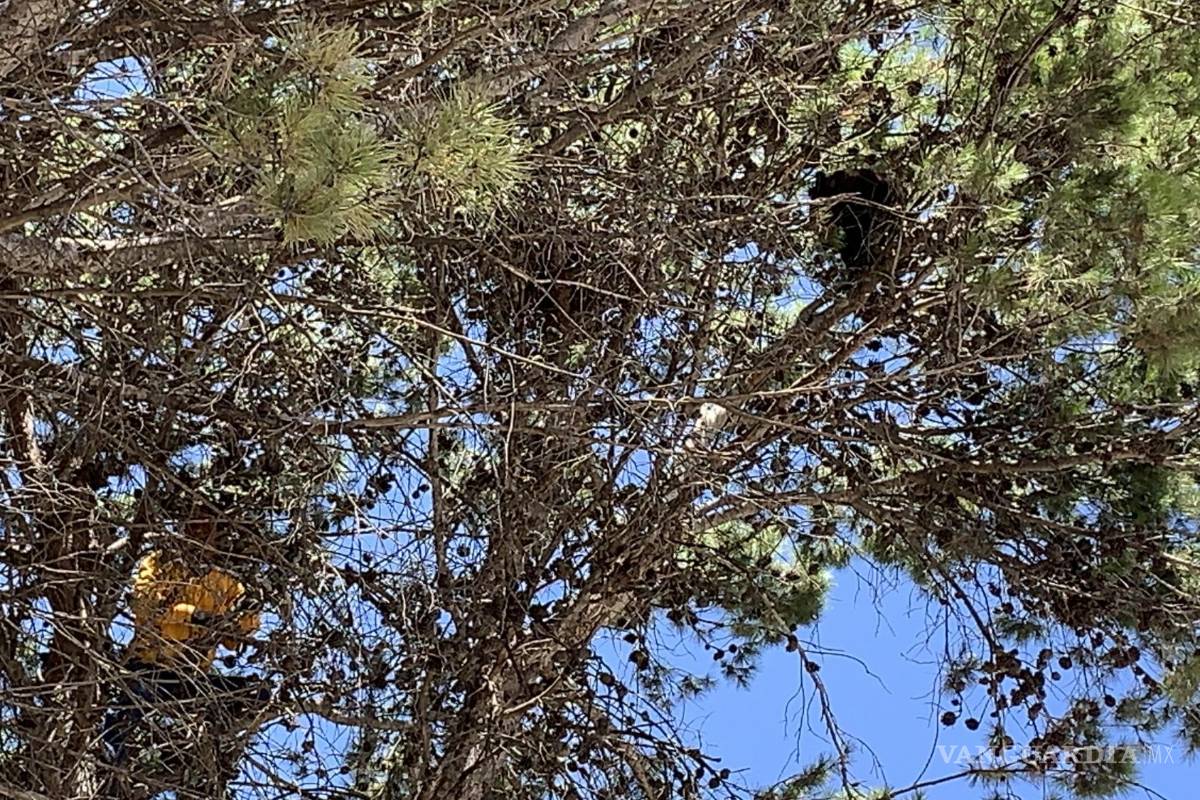 Sólo en Saltillo: osezno cae de un árbol... en calle Retorno de los Osos (video)