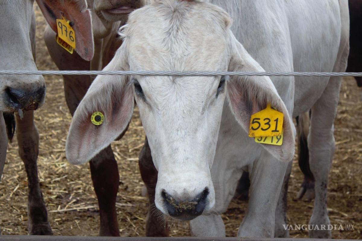 Acuña: Descartan autoridades plaga de gusano barrenador, ni en mascota, ni en ganado