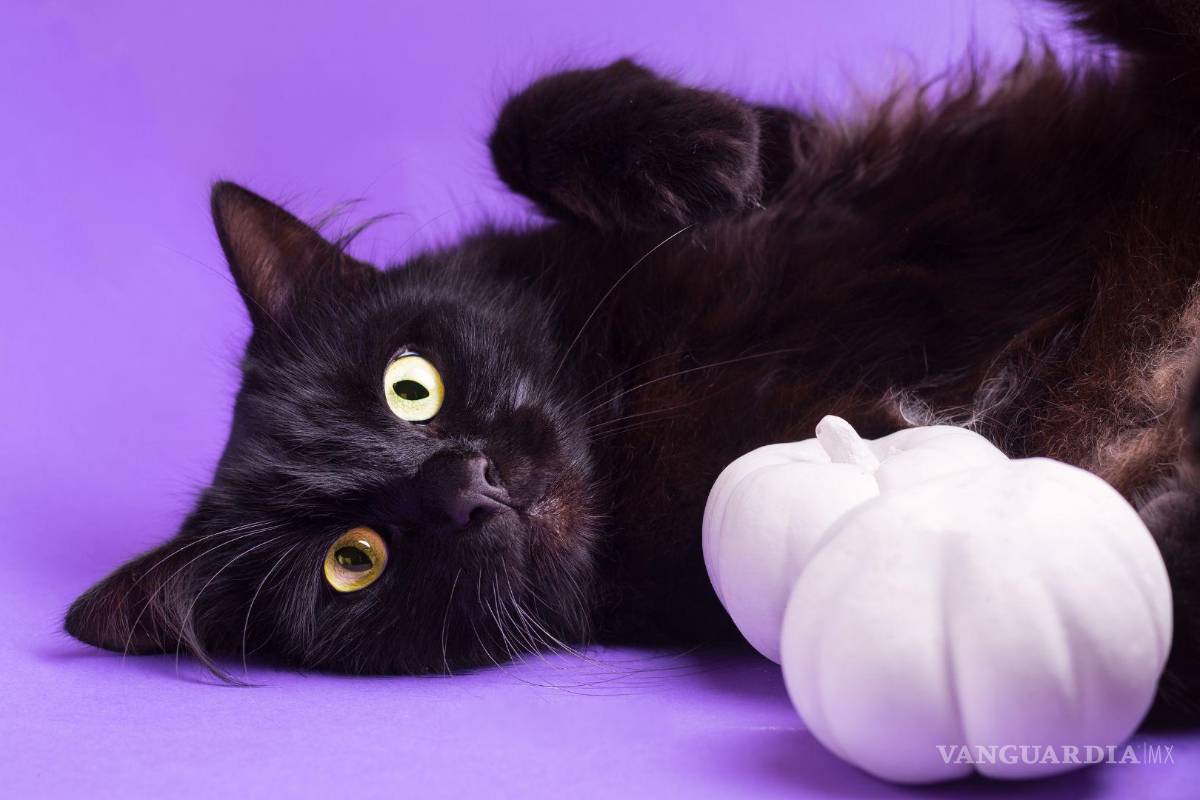 ‘Se busca gato negro o blanco’: piden en Saltillo no dar en adopción y resguardar a los michis previo a Halloween