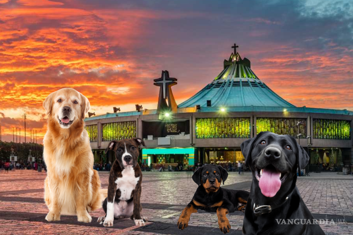 CDMX activa el Operativo ‘Perrito Peregrino 2025’ para protege perros en peregrinaciones