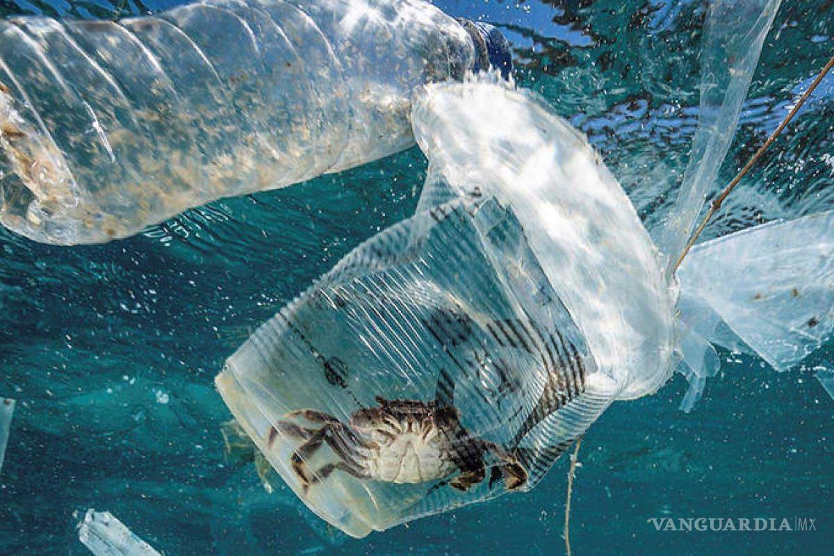 Mueren 100 mil especies marinas cada año por plástico