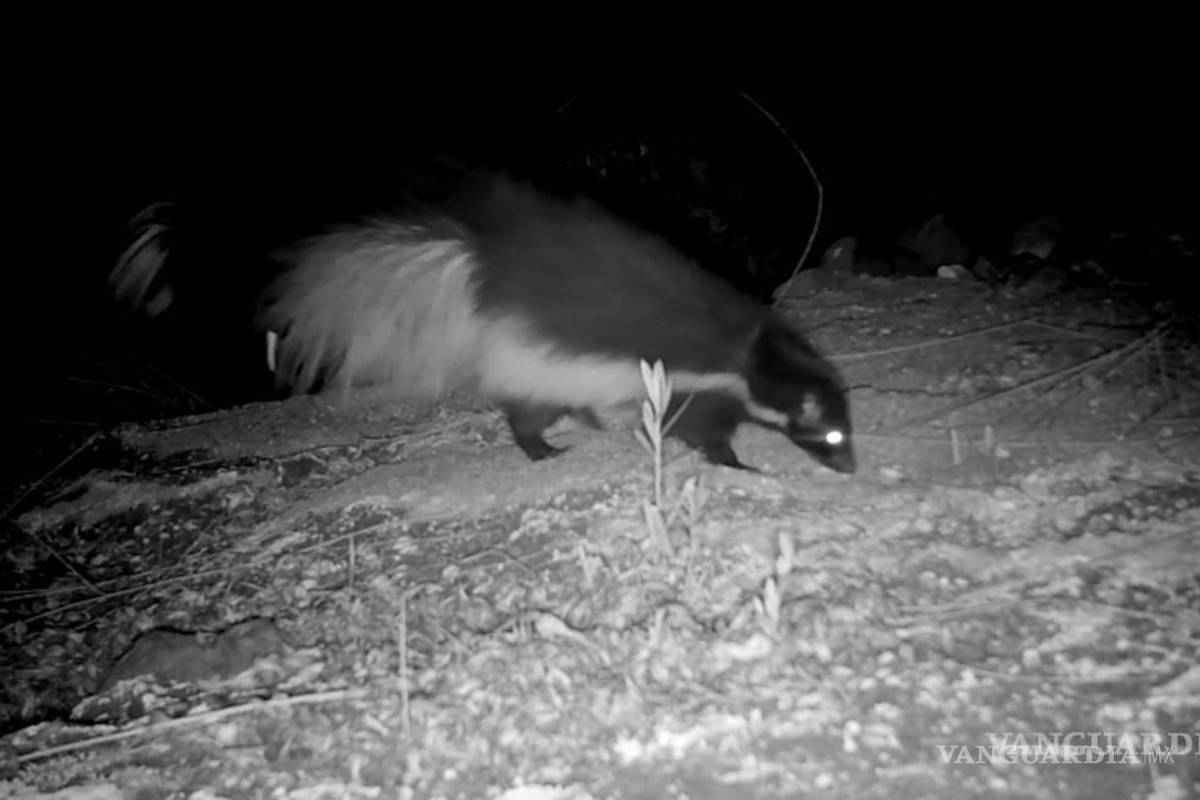 $!Con cámaras ‘trampa’ se ha logrado captar a zorrillos en la Región Sureste de Coahuila.