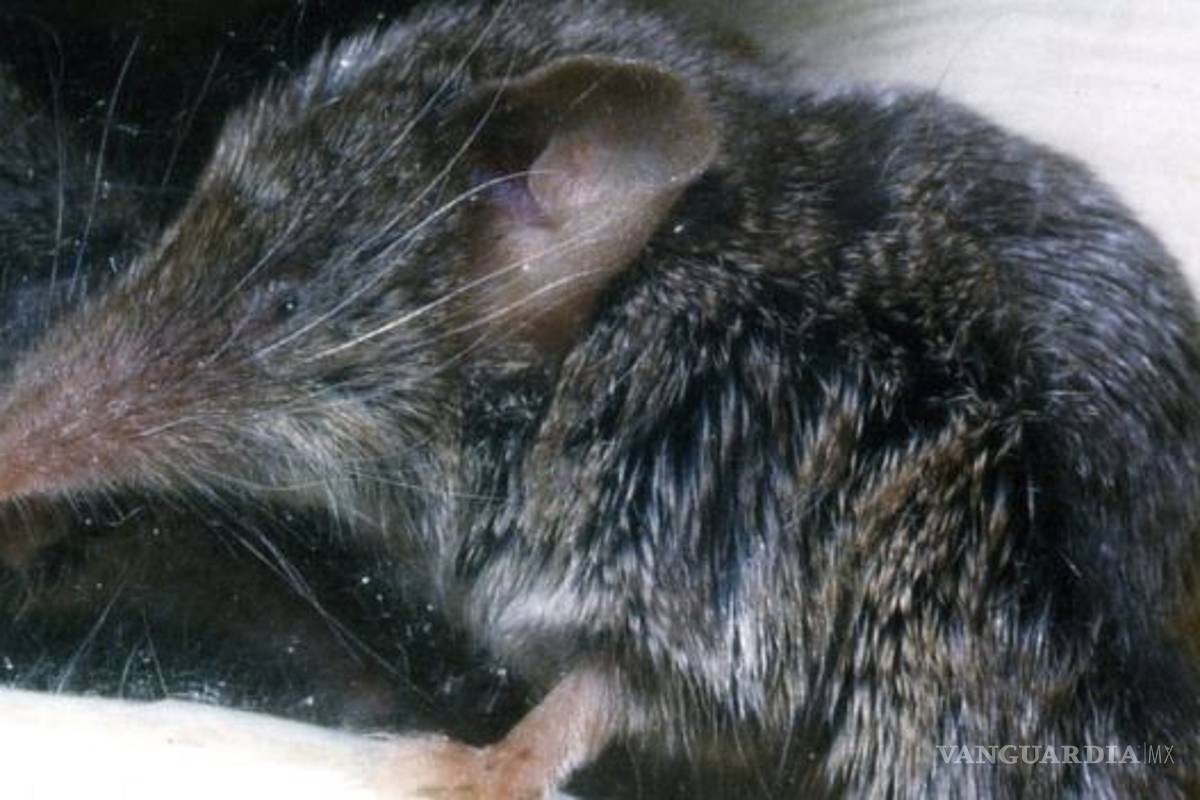 La extinción predomina en las especies de animales grandes y pequeñas