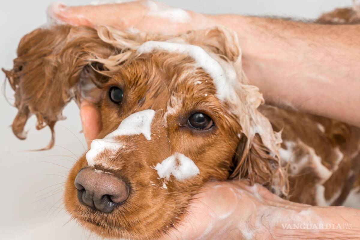 Ponen en marcha jornada de salud para las mascotas en Acuña