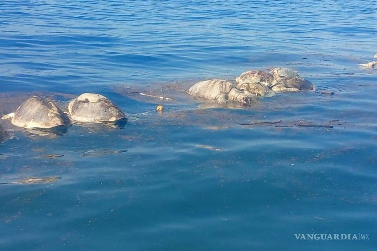 Mueren más de 300 tortugas en costas de Oaxaca al quedar atrapadas en red de pescadores