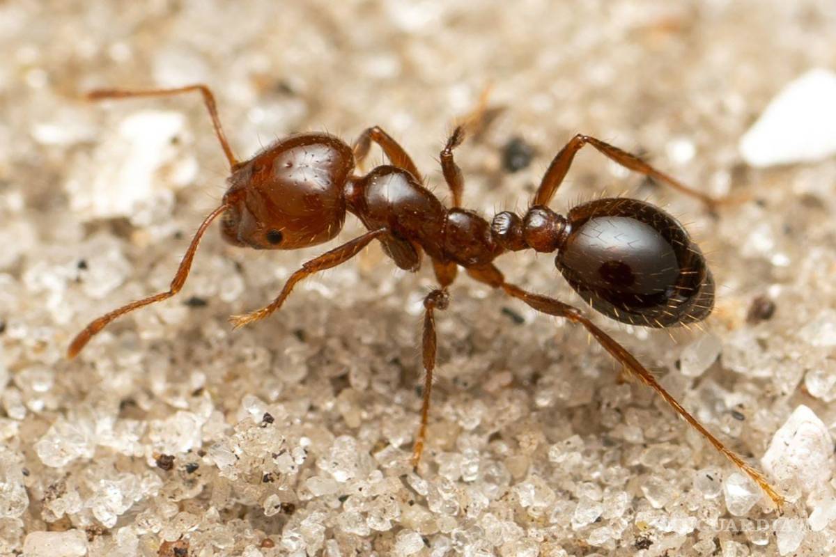 ¿La has visto?... La peligrosa hormiga de fuego se expande por el mundo; ¿por qué preocupa a la salud y la economía?