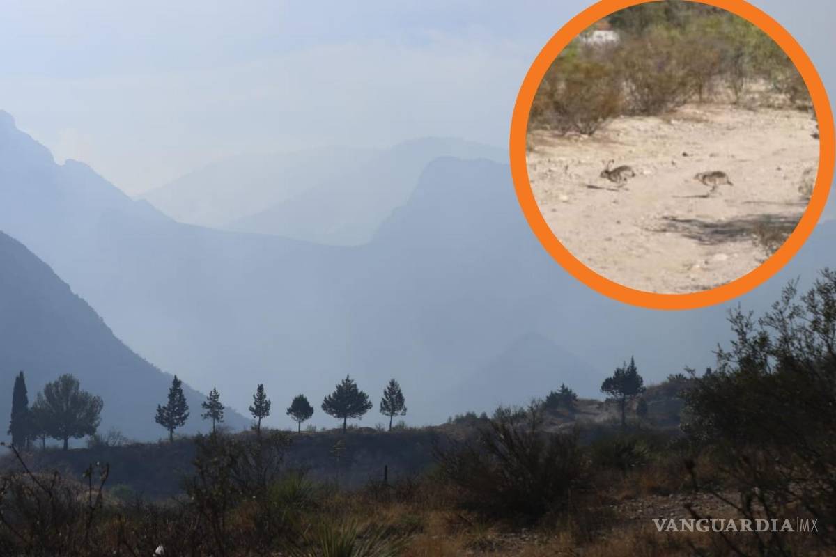 “¡Por favor no los dañen!”; por incendio, fauna de Zapalinamé baja a Saltillo (VIDEO)