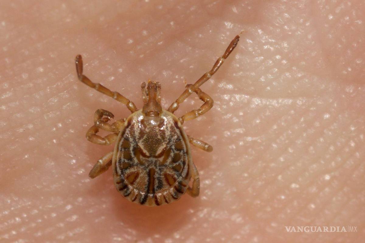 Picadura de garrapata causa muerte de menor en Nuevo León