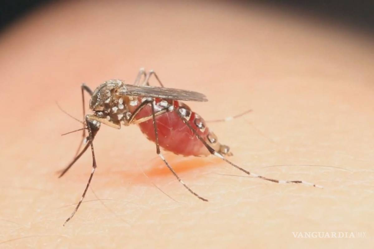Confirman primer caso de zika en Jalisco