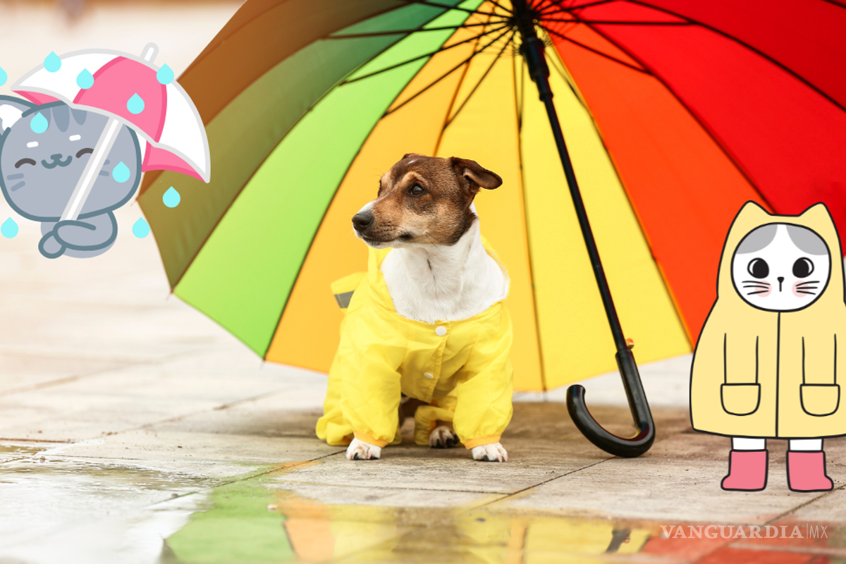 ¿Cómo cuidar a las mascotas durante temporada de lluvias?
