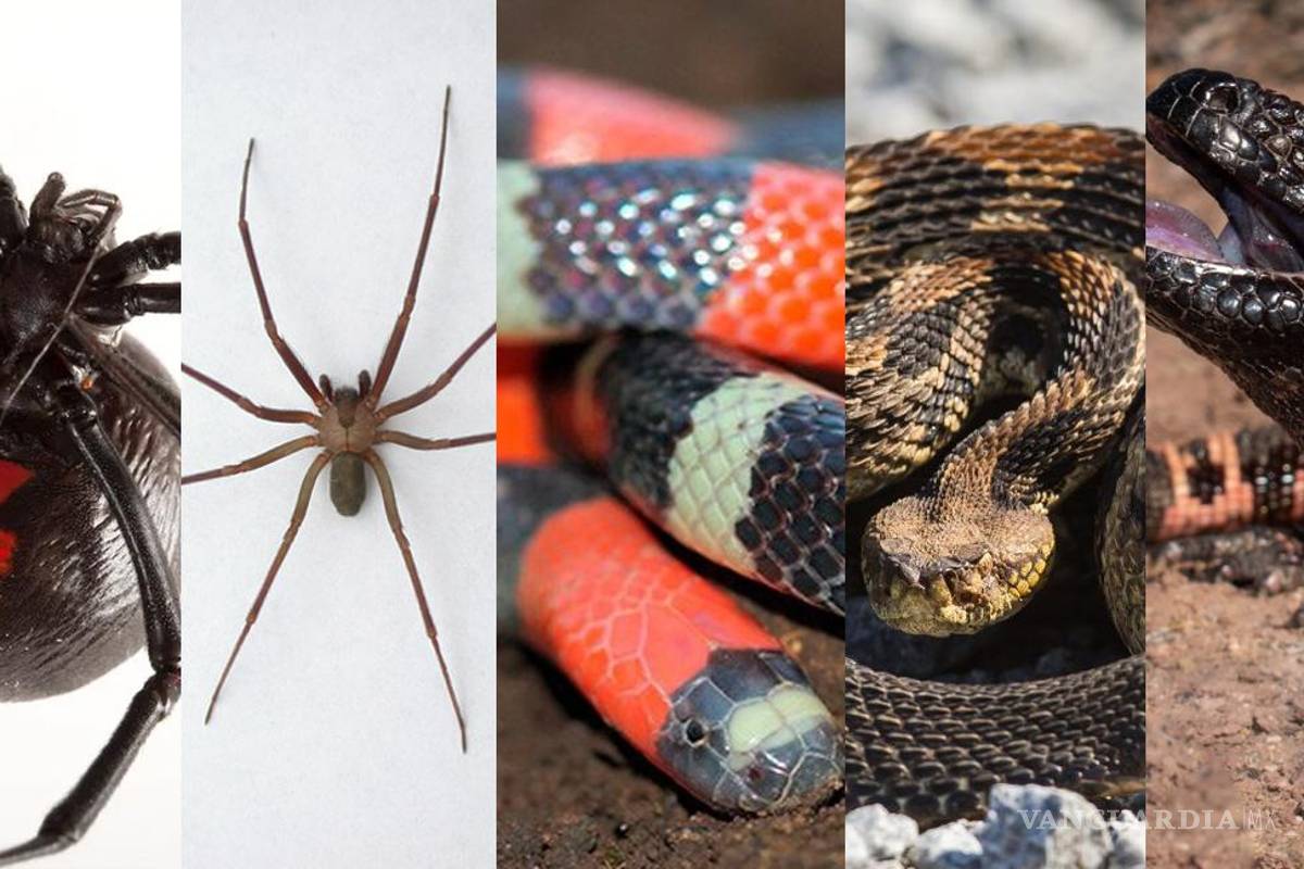 Si los ves ¡cuidado!... estos son los 5 animales más venenosos de México y cómo identificarlos