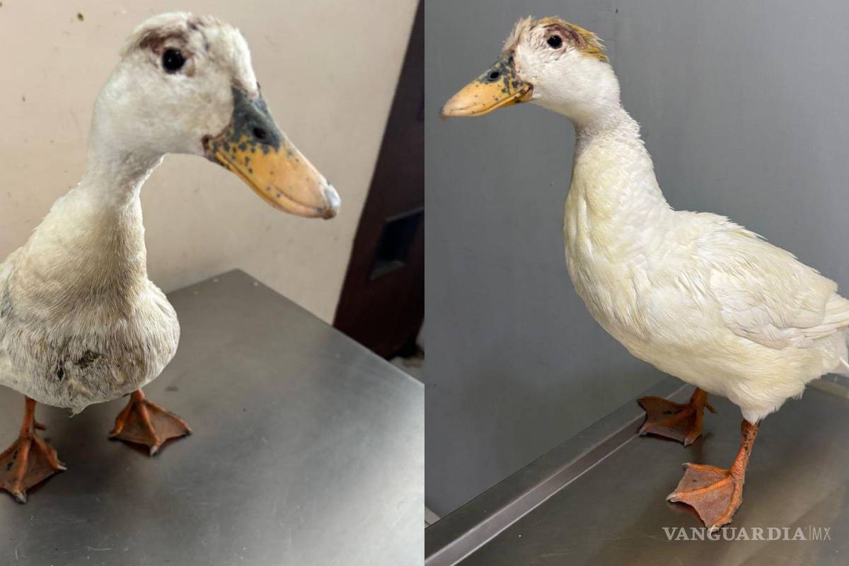 Saltillo: rescatan a patita abandonada tras ser atacada por otros patos en la Ciudad Deportiva