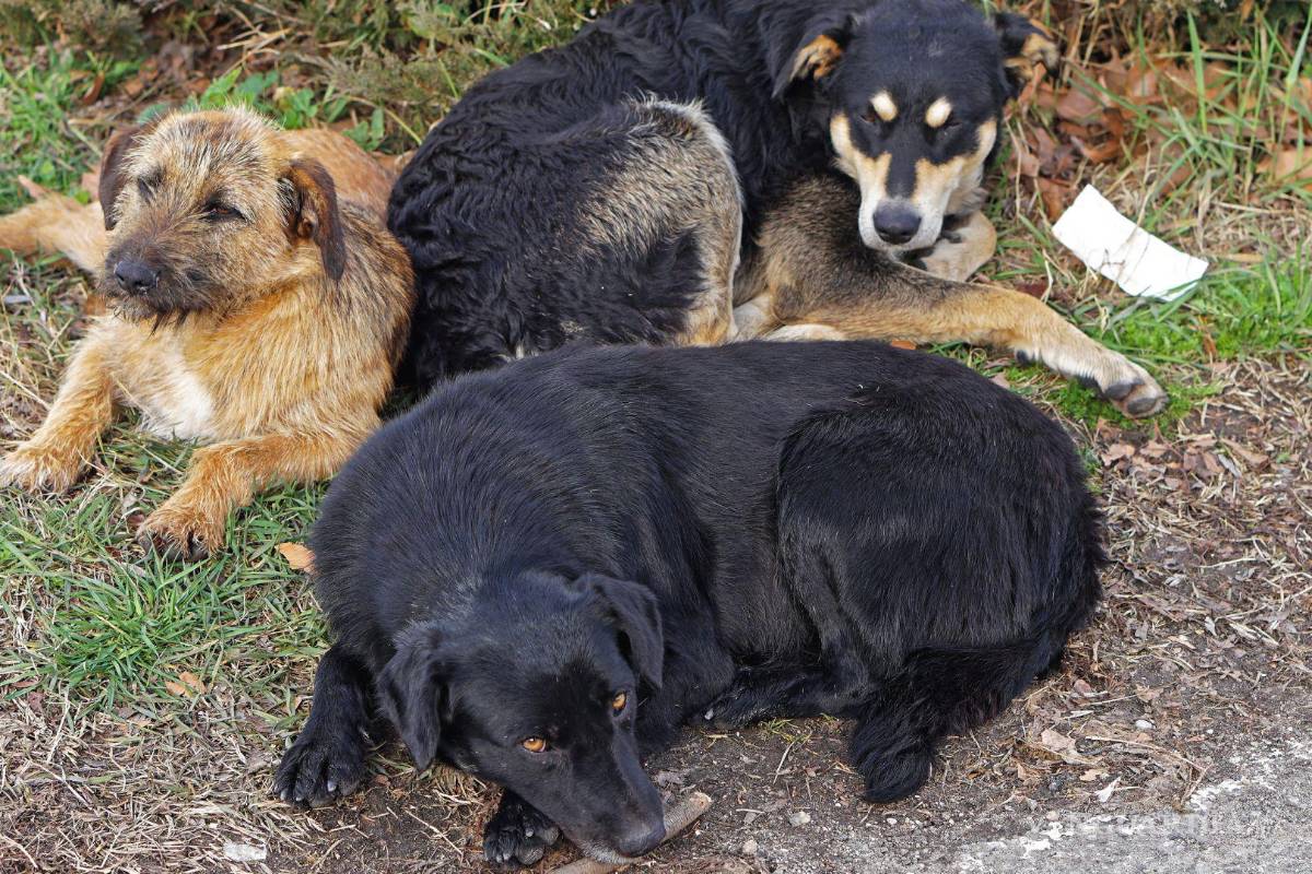 Saltillo: El trato hacia los animales muestra nuestro grado de humanidad y civilización