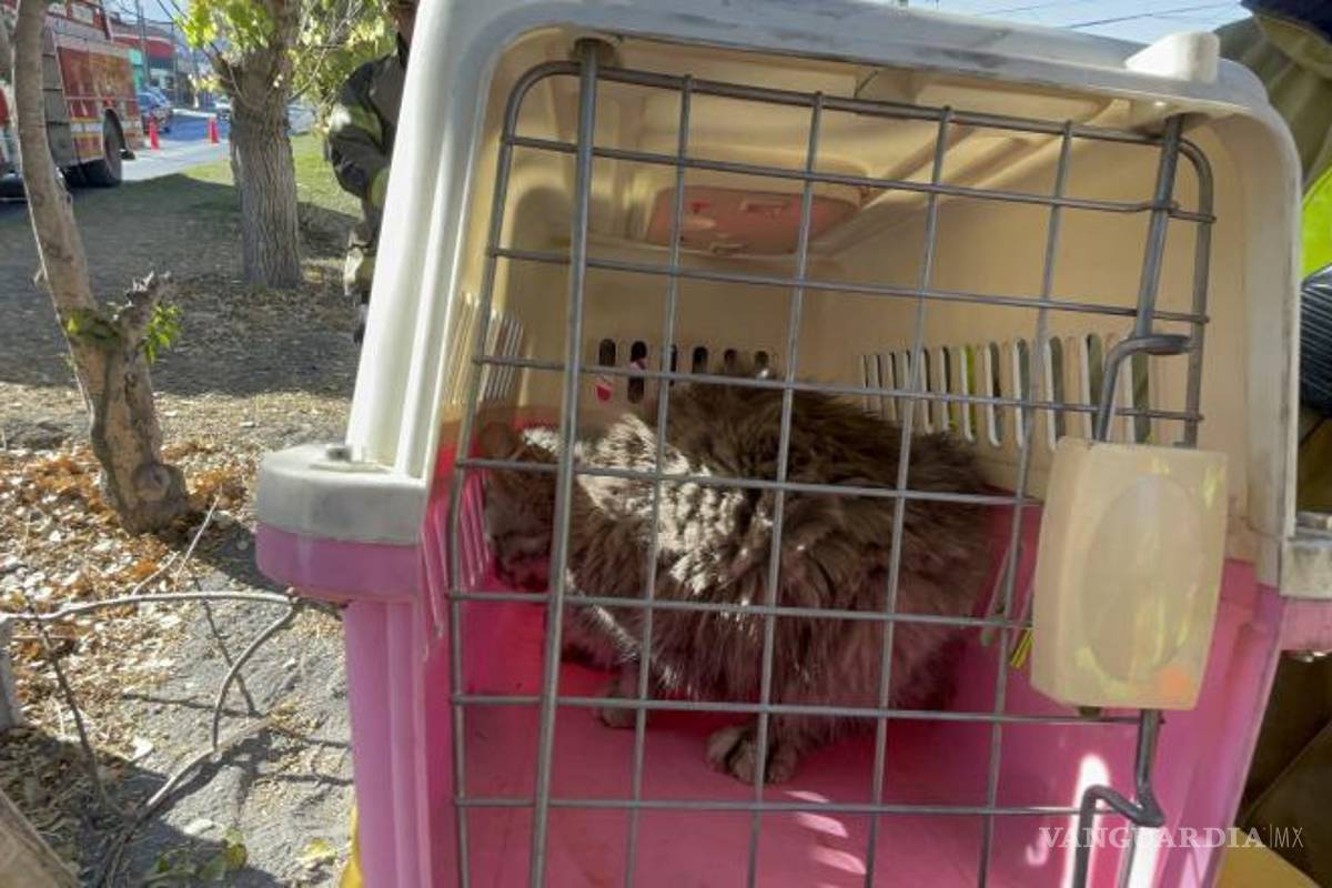 $!El gato, con lesiones y desprendimiento de piel, fue llevado a un veterinario para su atención.